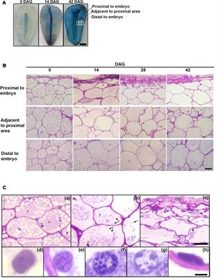 Activation of Nucleases, PCD, and Mobilization of Reserves in the Araucaria angustifolia Megagametophyte During Germination